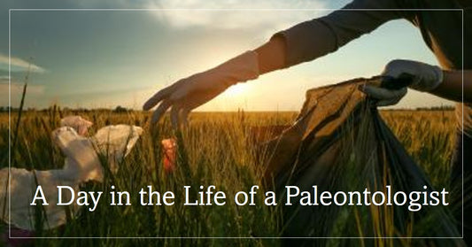 From Fieldwork to Fossil Analysis